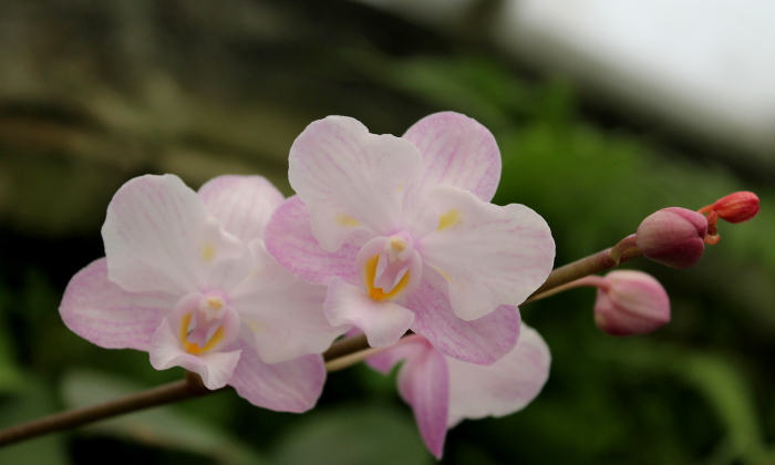 Doritaenopsis Lius Sakura.JPG