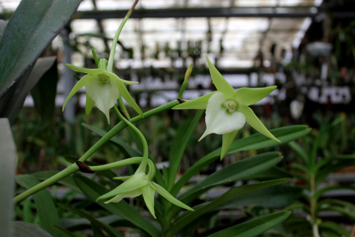 Angraecum Veitchii.JPG