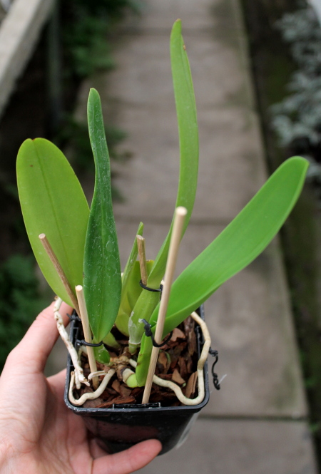 Cattleya labiata punctata x Cattleya labiata punctata (quase concolor) 'AWZ'.JPG