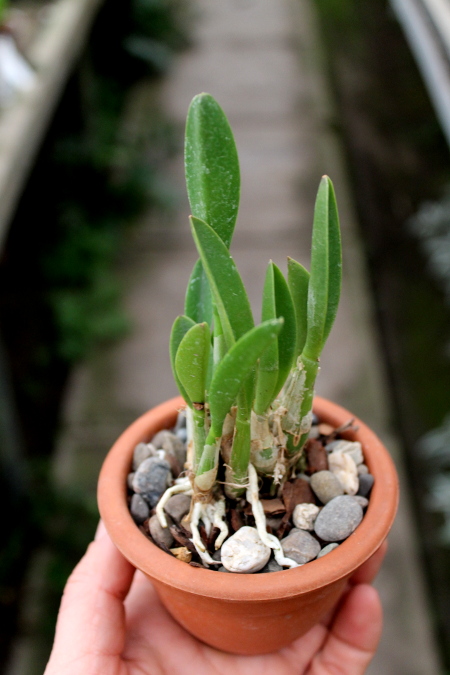 Laelia fournieri.JPG