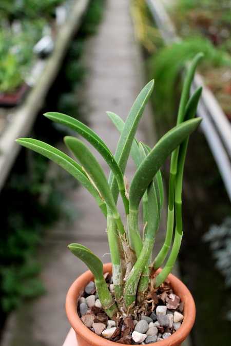 Laelia briegeri.JPG