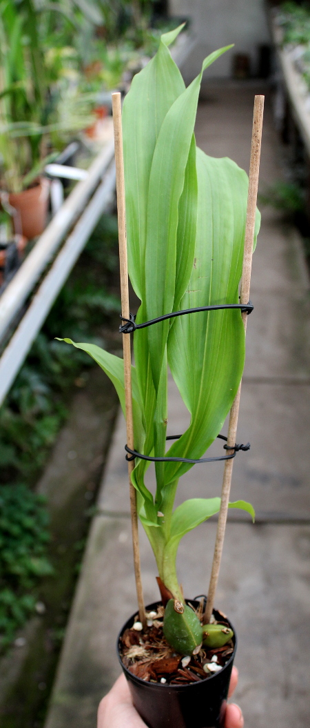 Lycaste Primadonna x Yoko's Sister.JPG