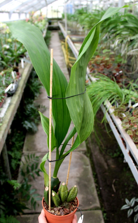 Lycaste Arashiyama (macrobulbon x Shoalhaven 'Kobe').JPG