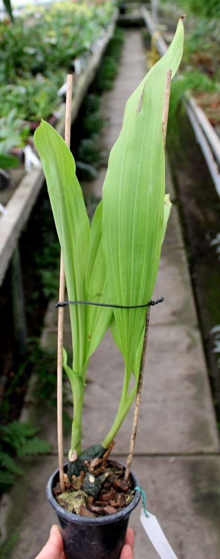 Anguloa virginalis.JPG