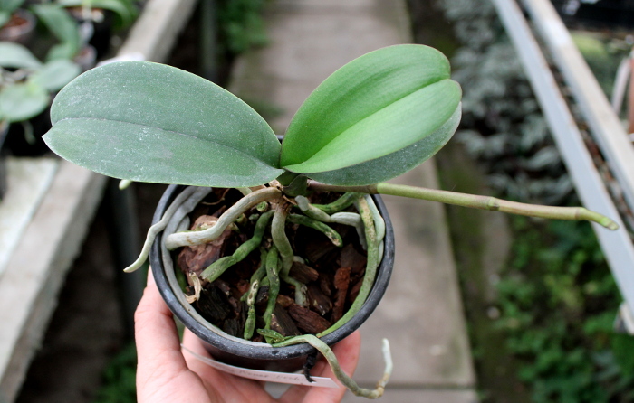 Doritaenopsis Ever Spring Pioneer 'ORCHIS'.JPG