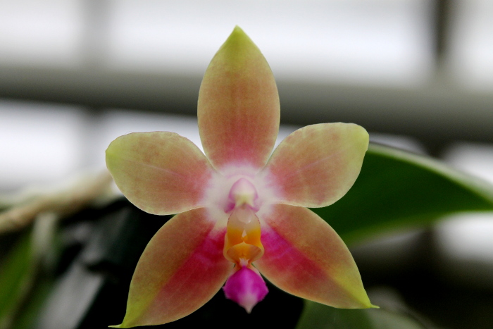 Phalaenopsis Penang Girl.JPG