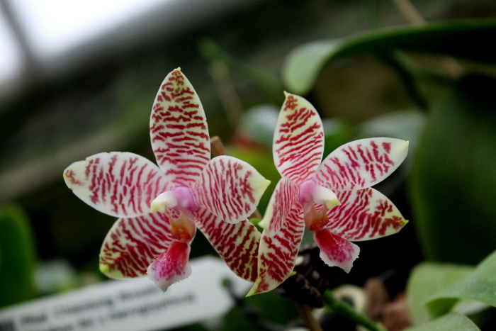 Phalaenopsis Chienlung Mosaics (Yaphon Sir x hieroglyphica).JPG