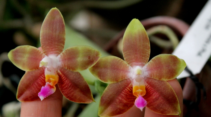 Phalaenopsis amboinensis x Phalaenopsis Penang Girl.JPG