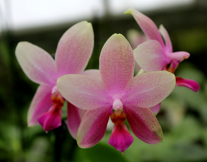 Phalaenopsis Liodoro (Phalaenopsis Deventeriana x Phalaenopsis violacea).JPG