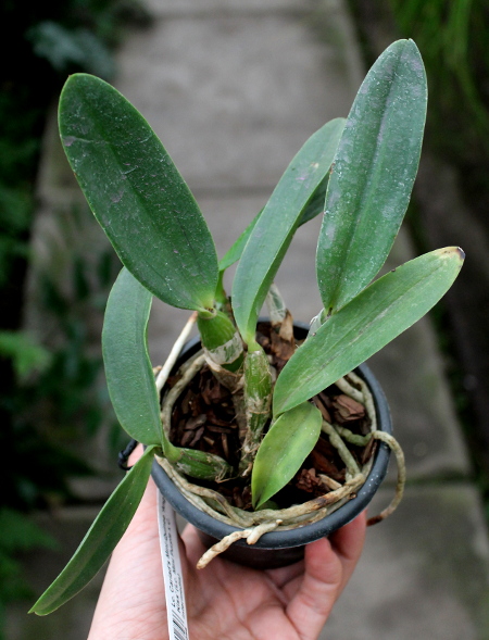 Laeliocattleya Cariad's Mini-Quinee 'Angel Kiss' (Lc. Mini Purple x C. intermedia).JPG