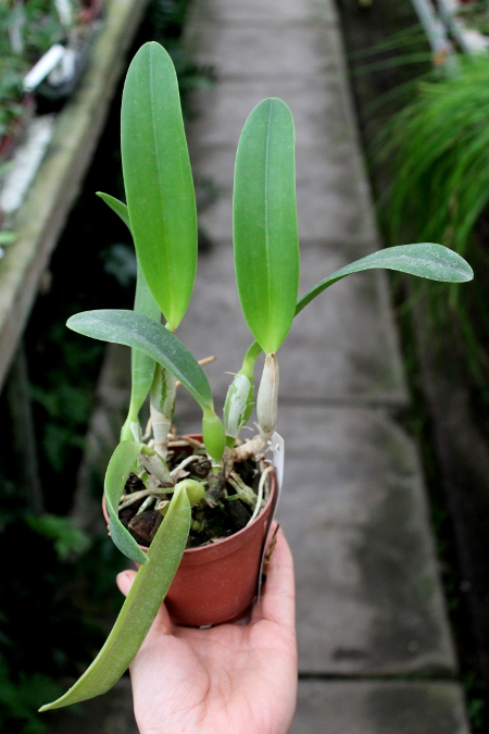 Laeliocattleya Gaskell - Pumila 'Azure Star'.JPG