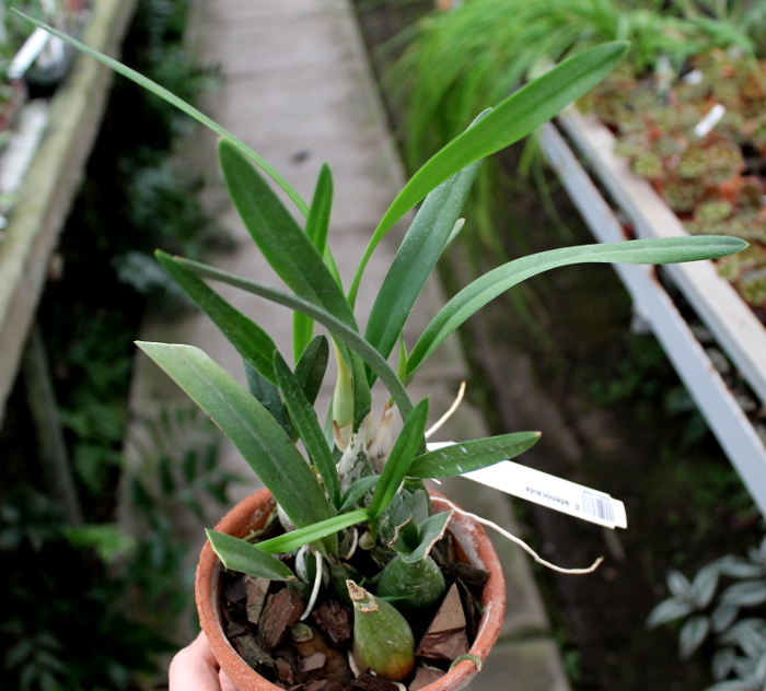 Encyclia adenocaula.JPG