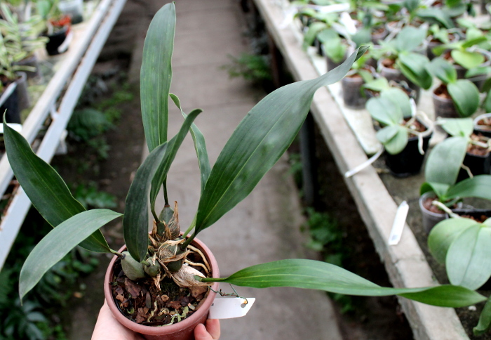 Bifrenaria harrisoniae.JPG