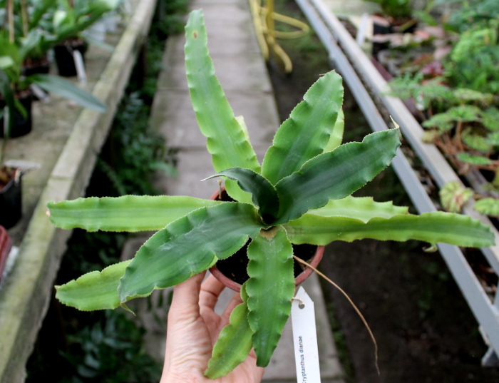 Cryptanthus acaulis.JPG