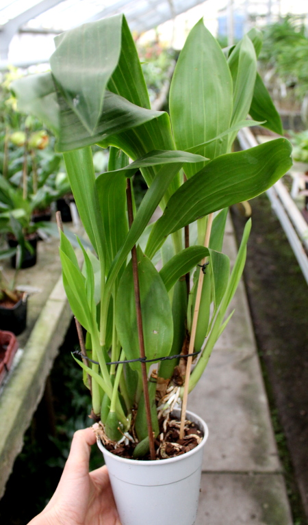Zygopetalum hybrid.JPG