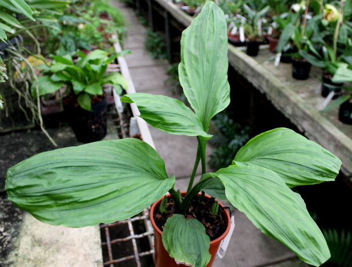 Calanthe sieboldii.JPG