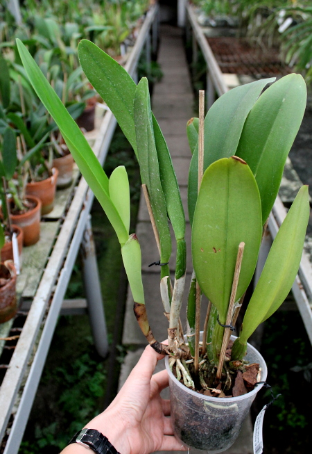 Brassolaeliocattleya Pink Empress 'Ju-Sen' (Bc. Mount Hood x Blc. Bryce Canyon).JPG