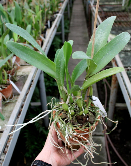 Laeliocattleya Sierra Skies 'Leone'.JPG