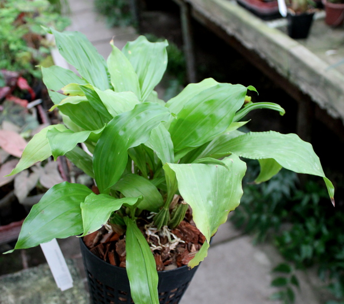 Gongora odoratissima.JPG