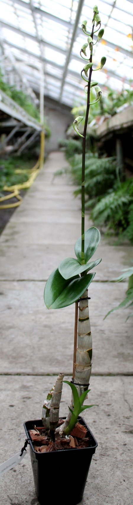 Dendrobium Jairak Min 'Mangosteen'.JPG