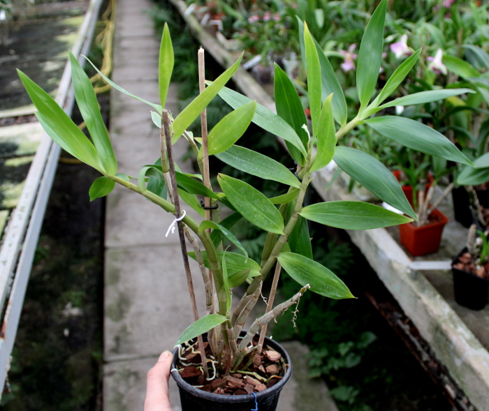 Dendrobium ionopus.JPG