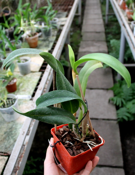 Cattlianthe Sunrise Doll 'AV' (Cattlianthe Seagulls Torch Song x Cattleya Morning Glow).JPG