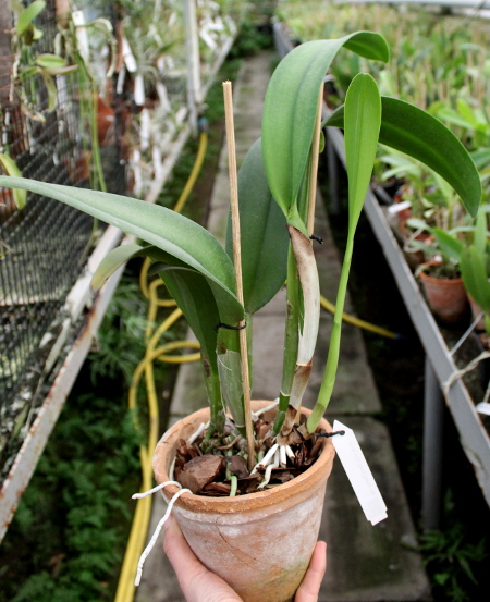 Brassolaeliocattleya Young Kong 'Sun No16'.JPG