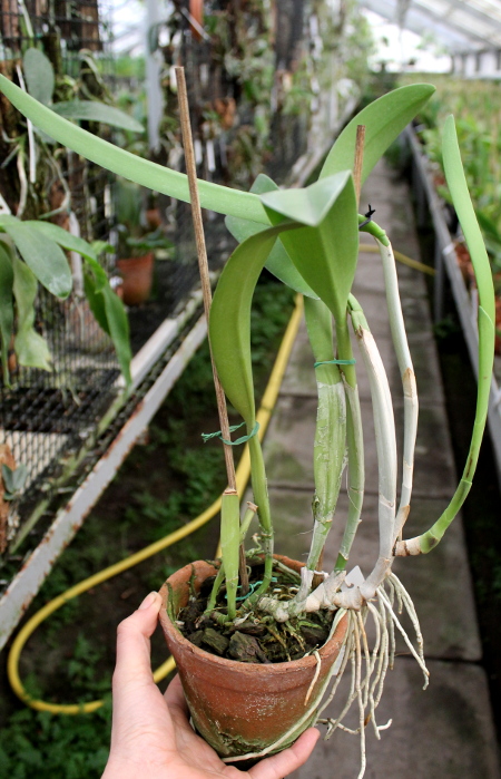 Brassocattleya Golf Green 'Hair Pig' (Cattleya Moscombe x Brassavola digbyana).JPG