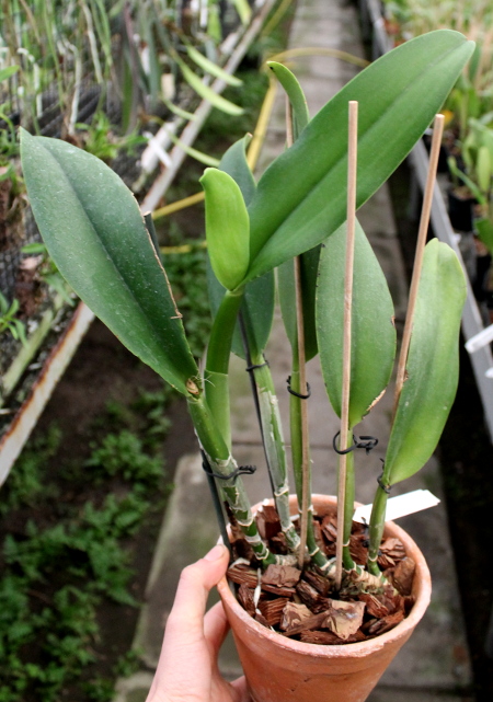 Cattleya rex x Cattleya mooreana.JPG