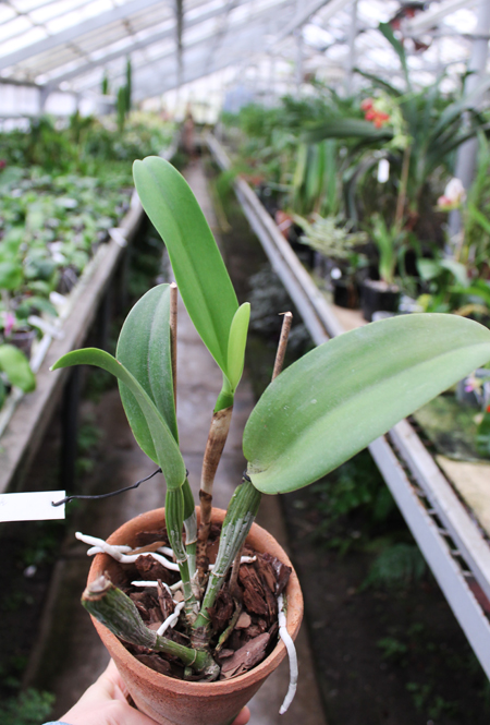 Potinara Hsinying Pink Doll 'Hsinying'.jpg