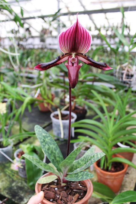 Paphiopedilum Pulsar 'In-Charm Coloratum' x Paphiopedilum Hsinhing Web 'In-Lim'.jpg