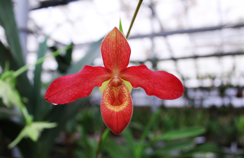 Phragmipedium Inca Fire (Andean Fire x besseae).jpg