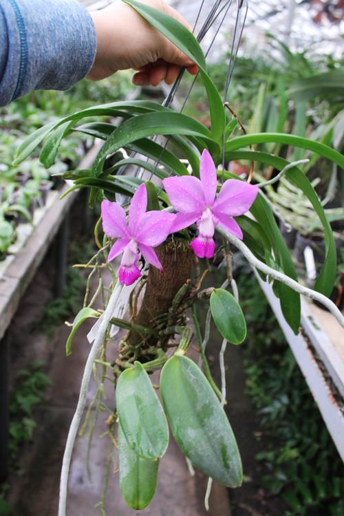 Cattleya walkeriana.jpg