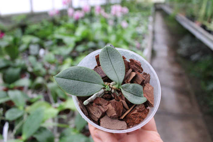 Phalaenopsis parishii.jpg