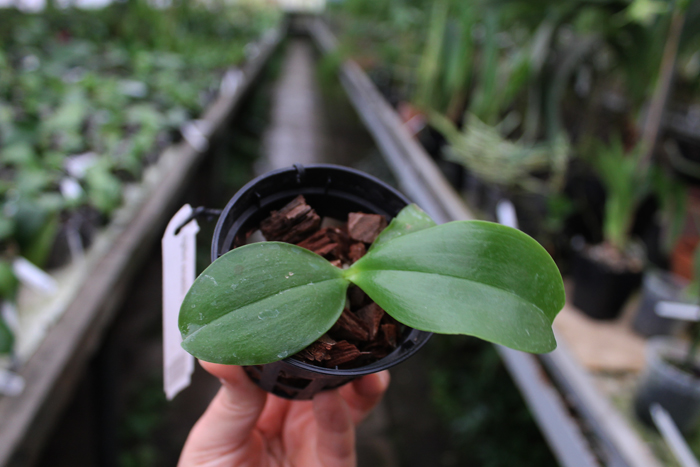 Phalaenopsis venosa x violacea indigo.jpg