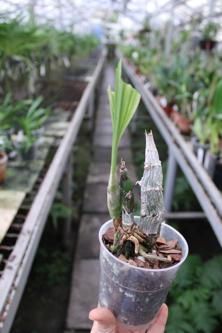 Catasetum (pileatum x expansum Dark).jpg