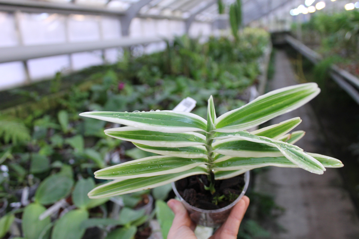 Arachnis Maggie Oei.jpg