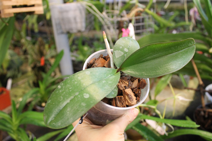 Phalaenopsis Jennifer Palermo x Dragon Tree Eagle 'DT-168'.jpg