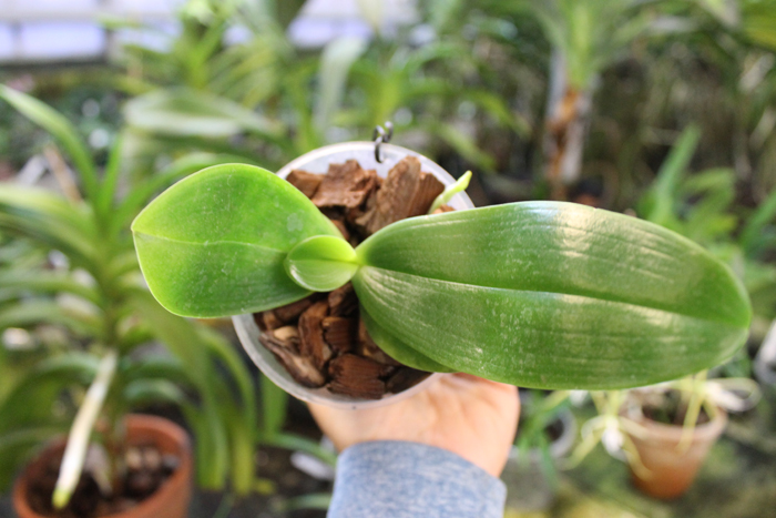 Phalaenopsis Chang Jo (Chang Jhih Rose x Jong's Gigan Cherry).jpg