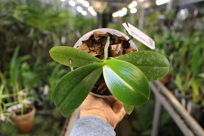 Phalaenopsis Yaphon Sir x Mituo Sun.jpg