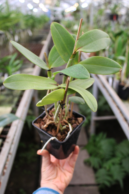 Cattleya amethystoglossa palha 'Gloriosa' x Cattleya amethystoglossa 'Palhina'.jpg