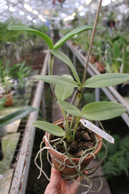 Cattleya amethystoglossa creme pintada 'Gaturama' x Cattleya amethystoglossa palha 'Gloriosa'.jpg