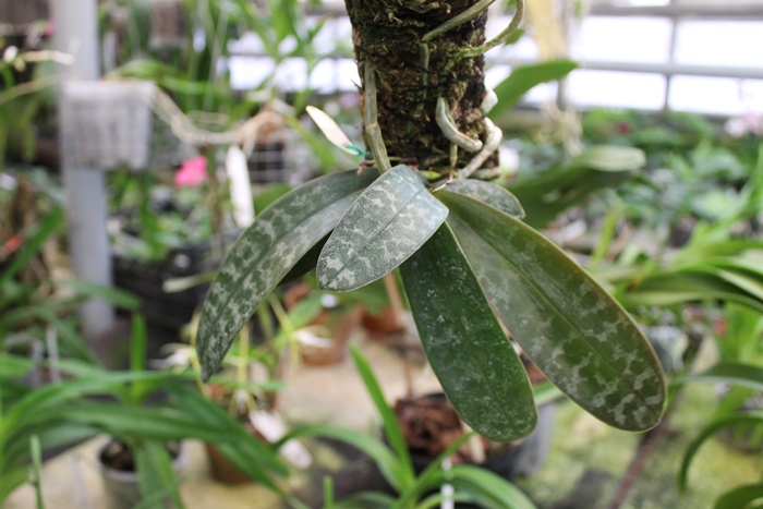 Phalaenopsis schilleriana.jpg