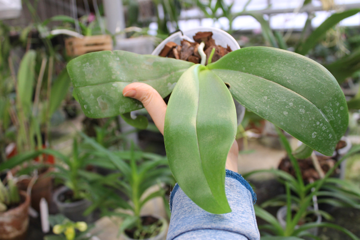 Phalaenopsis Tying Shin Phoenix 'Peter'.jpg