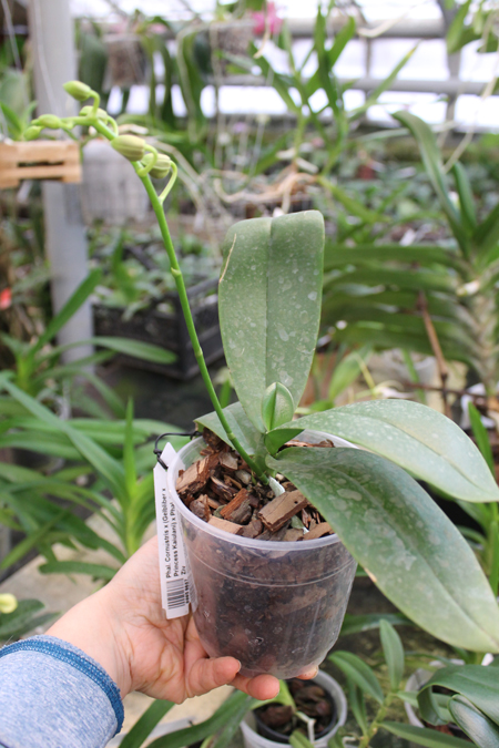 Phalaenopsis Cornustris x (Gelbliber x Princess Kaiulani) x Phalaenopsis Chiada Ziv.jpg