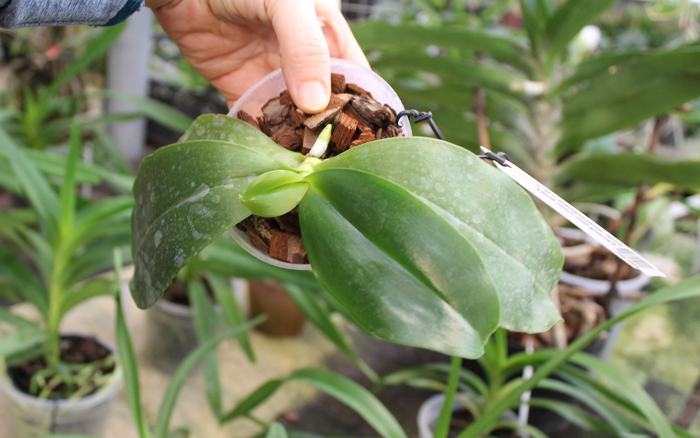 Phalaenopsis amboinensis 'TH' x Penang Girl 'Chin Ruey'.jpg