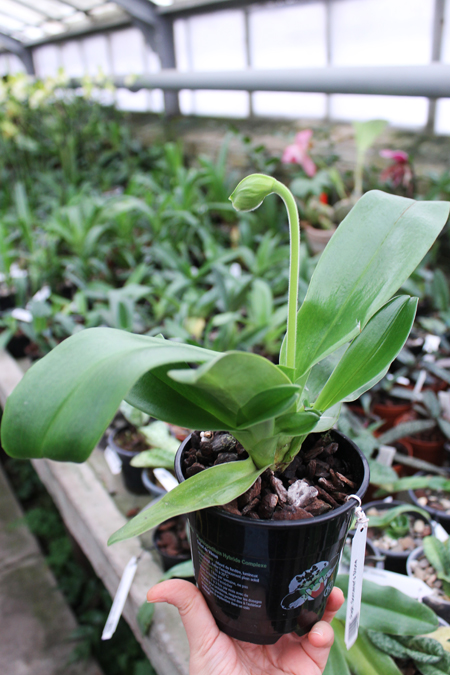 Paphiopedilum Sorcerer's Stone.jpg