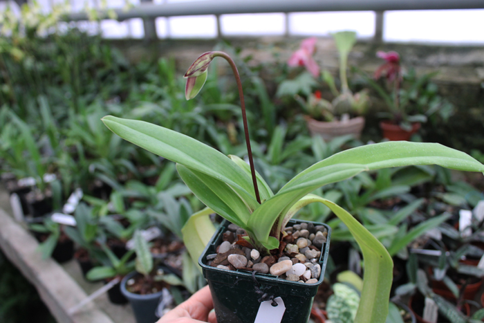 Paphiopedilum spicerianum.jpg