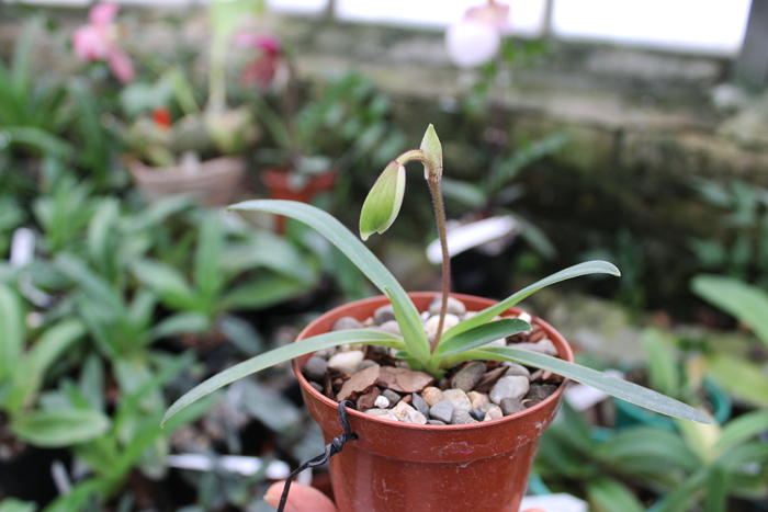 Paphiopedilum helenae.jpg