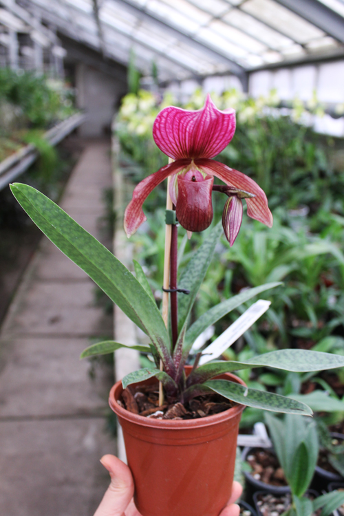 Paphiopedilum Ruby Leopard Vini x charlesworthii.jpg